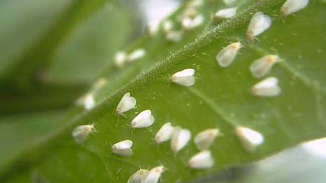 桂花树生了粉虱或红蜘蛛怎么办，方法在这儿!