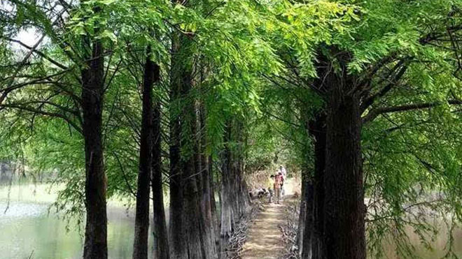 植保工作者必学，水杉赤枯病影响因素与综合防治技术！