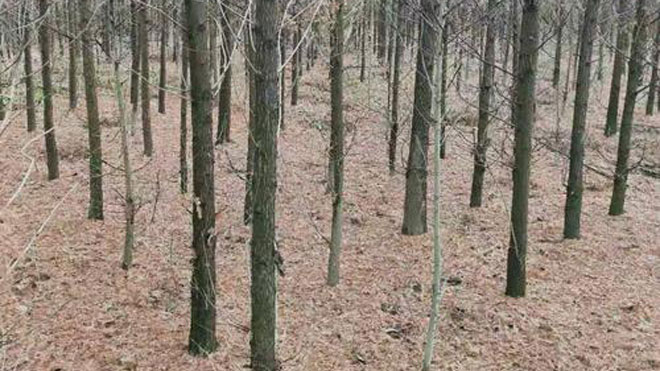 水杉立枯病与水杉锈病的发生特点与治理措施