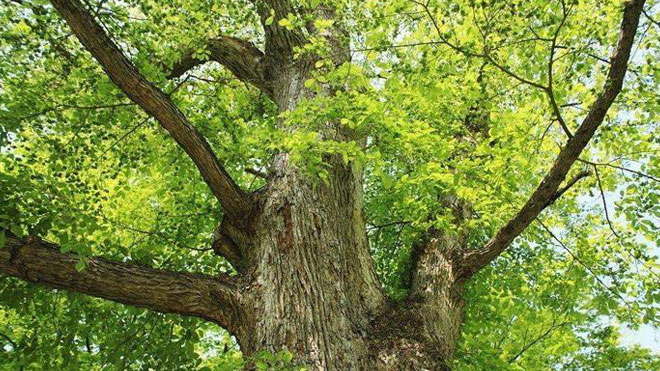 榆树溃疡病及枯枝病的识别方法与防治措施！