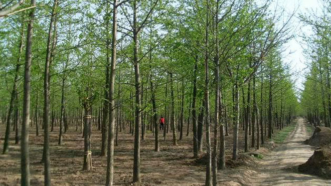 北方地区水杉栽培养护技术讲解！