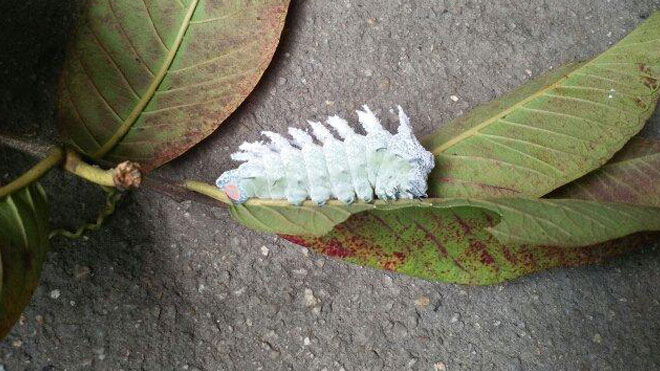 榆蓝叶甲综合防治有四方面策略，低成本高效率！