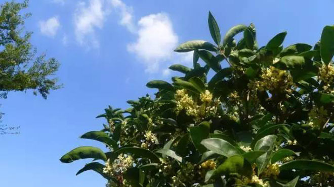 桂花树介壳虫、线虫病与黄化病防治对策与治疗方针！