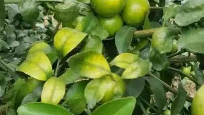 砂糖桔黄龙病田间及时诊断的方法，非常重要！