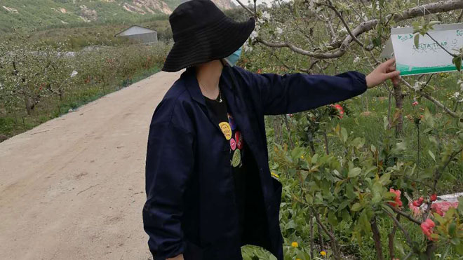 苹果蠹蛾监测策略和三种常规路线的介绍！