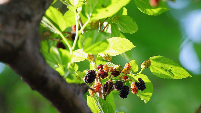 农事操作与化学施药对桑螟灾害的种种影响！
