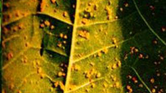 桑树赤锈病侵染规律，生病成灾与这些因素有关！