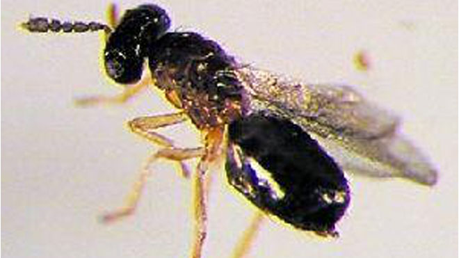 用天敌去防治，苹果蠹蛾的生物防治技术！