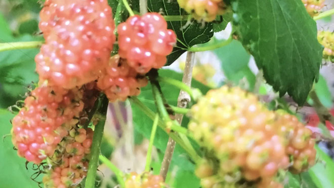 桑树赤锈病核心防治技术，三个主要方向！