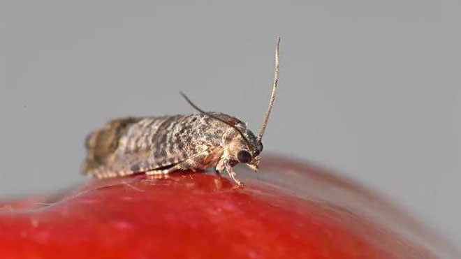 苹果蠹蛾对林业的经济危害与成灾情况，以新疆甘肃为例！