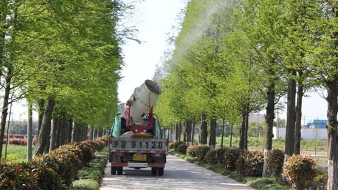 关于水杉赤枯病发病症状与发生规律的精选知识科普！