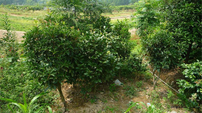 营造桂花树良好生长环境的额外四招，管够！