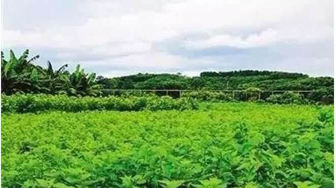 桑树桑赤锈病的危害特征与防治技术切入关键点！