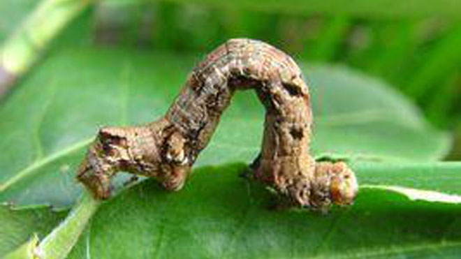 桑尺蠖的形态特征、规律习性以及危害特点知识讲解！