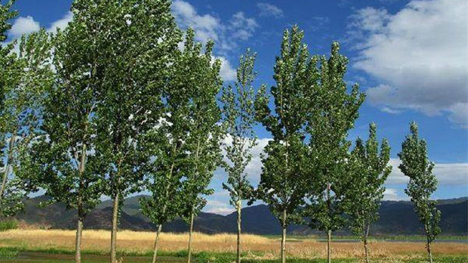 杨树栽培的技术环节，如何准备与深栽灌水！