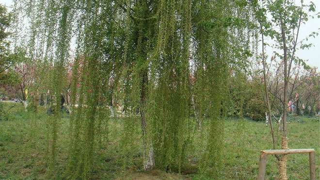 各种类别柳树在园林景观绿化中的应用！