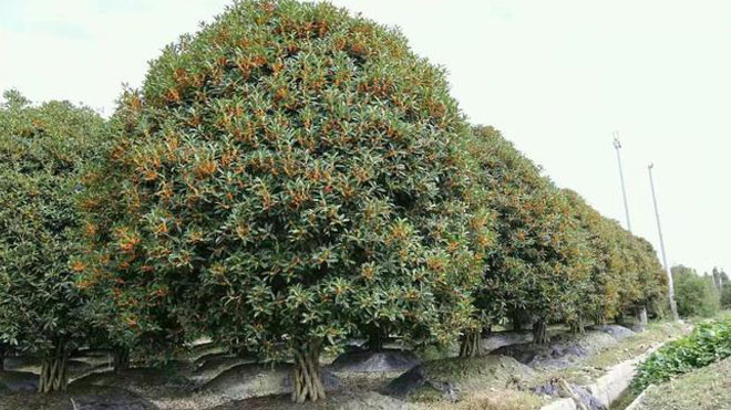 注意，立地条件差和交叉感染风险将导致桂花树煤污病！