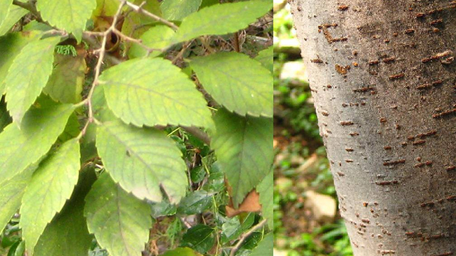 榆树最易染上的三种病！防治措施无遗漏简述