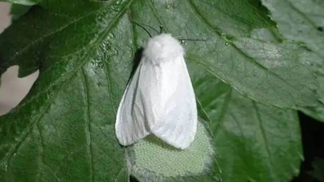 榆树常见虫害习性大全与综合实用防治技术！