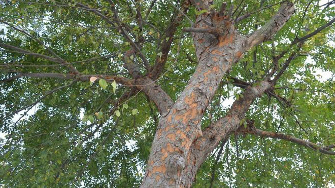 榆树枯萎病又称荷兰病，如何识别与防治的授课！